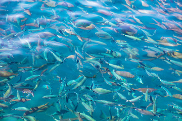 Fish in the blue water of the sea as a background