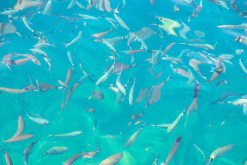 Fish in the blue water of the sea as a background