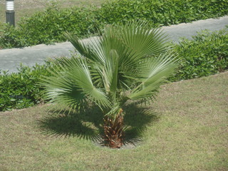 Miniature palm trees surrounded by grass