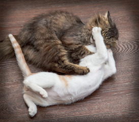 Two cats are playing and fighting
