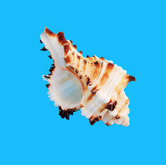 Obraz na płótnie Canvas Sea shell isolated on a blue background