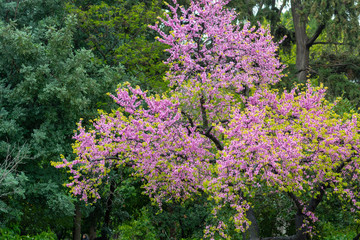 Obraz premium Spring pink blossom of judas tree Cercis siliquastrum close up