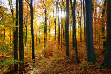 Fototapeta premium Herbst Bäume mit sonne im Hintergrund 