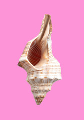 Sea shell isolated on a pink background