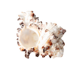 Sea shell isolated on a white background