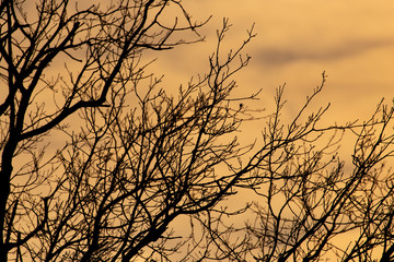 Fototapeta na wymiar Bare tree branches at dawn of the sun