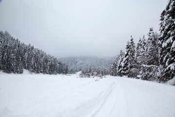 Christmas background with snowy fir trees. Beautiful winter mountain landscape