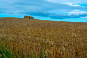 Fototapeta na wymiar Fields with ripe sicilian durum pasta wheat on sunset