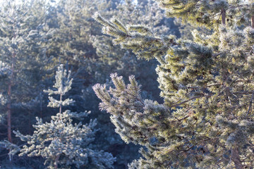 Fototapeta na wymiar Coniferous branches in the snow