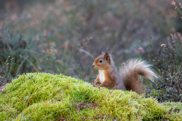 Red Squirrel, Sciurus vulgaris, displayed within a pine forest setting besides bright green moss with heather and pine tree background during autumn, November in Scotland. 