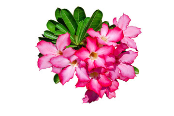 Obraz premium Pink tropical flowers isolated on white background