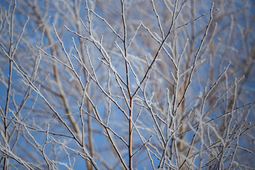Branches on a tree in hoarfrost