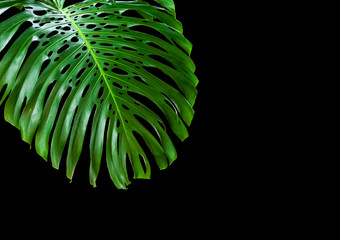 feuille de philodendron monstera sur fond noir