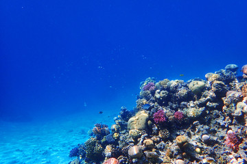 coral reef in Egypt