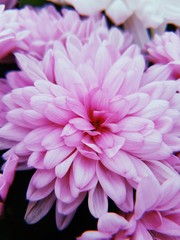 Pink flower