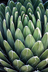 Obraz premium blue plant