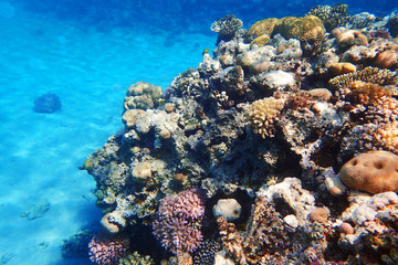coral reef in Egypt