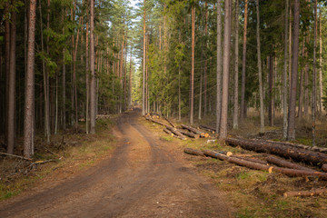 Fototapeta premium Forrest - Forest Knyszyn (Poland)