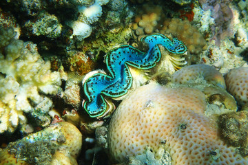 giant clam from egypt