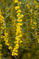 Spring blossom of yellow Acacia dealbata or mimosa tree in Greece