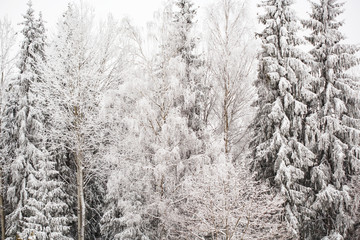 Winter landscape with snowy pines and fir trees
