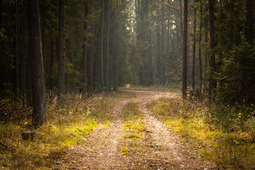 Forrest - Forest Knyszyn (Poland)