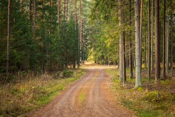 Fototapeta premium Forrest - Forest Knyszyn (Poland)