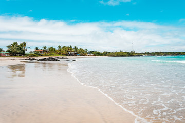 Galapagos Islands Dream beach on the island of Isabela with turquoise-blue waters and Caribbean sand beach which is fringed with palm trees and black lava rocks, in the travel destination of Ecuador