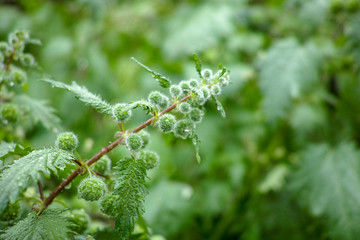 Urtica pilulifera or Roman nettle green plant flowering with small balls in spring season