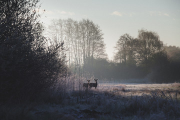 Zwei Rehe