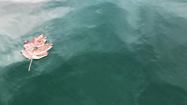 Yellow maple leaf with cut heart floating on water surface of lake Lucerne in Switzerland on a bright autumn day. Sun rays flickering on the reflection. Fall in love photo metaphor.