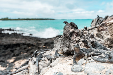  galapagos marine iguanas sits on a black volcano stone near the sea of ​​galapagos island Isabela, with its many spines, the lizard looks like a dinosaur, a primeval monster in the Pacific wilderness