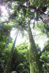 tree in forest