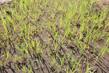 young grass