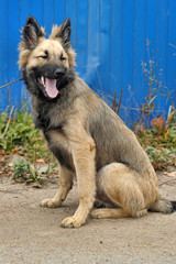 brown puppy mongrel on a blue background
