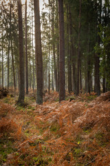 Forrest - Forest Knyszyn (Poland)