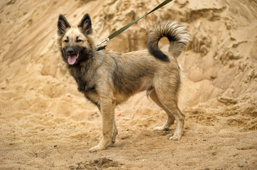 brown puppy mongrel on a leash in the sand