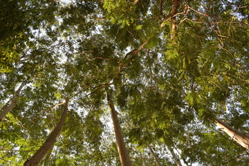 Looks under the tree, so big tree trunk