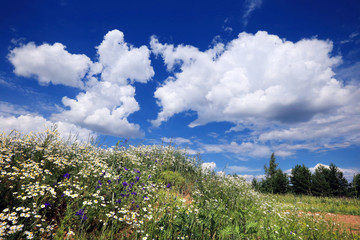 daisies in a field