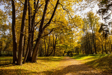 Naklejka premium Landscape of Golden autumn in the Park where there are old oaks. Kuskovo, Moscow, Russia.
