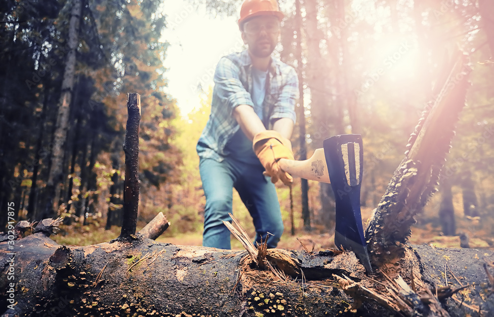 Wall mural Male worker with an ax chopping a tree in the forest.