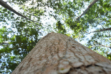Fototapeta premium Looks under the tree, so big tree trunk