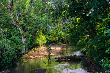 Fototapeta na wymiar Wildlife Natur Everglades Florida
