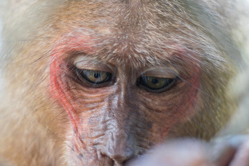 Monkey face with red skin and downcast eyes