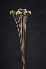 Bouquet of dried flowers dried flowers on a black background