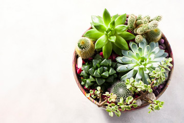 Mini garden in a ceramic pot. Collection of various multi-colored succulent plants. Place for text