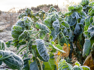 Brussels sprouts, Brassica oleracea var. gemmifera, covered by frost, still standing in a November...