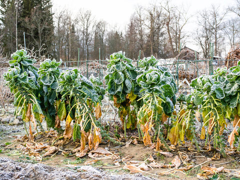 Brussels sprouts, Brassica oleracea var. gemmifera, covered by frost, still standing in a November garden in Helsinki, Finland