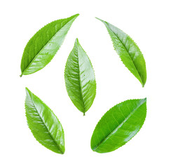 Fototapeta premium green tea leaf isolated on white background