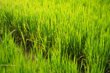 Green paddy rice field as background